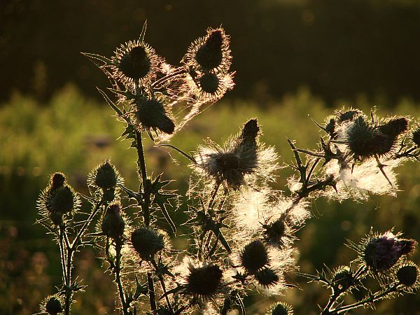 Disteln in der Abendsonne