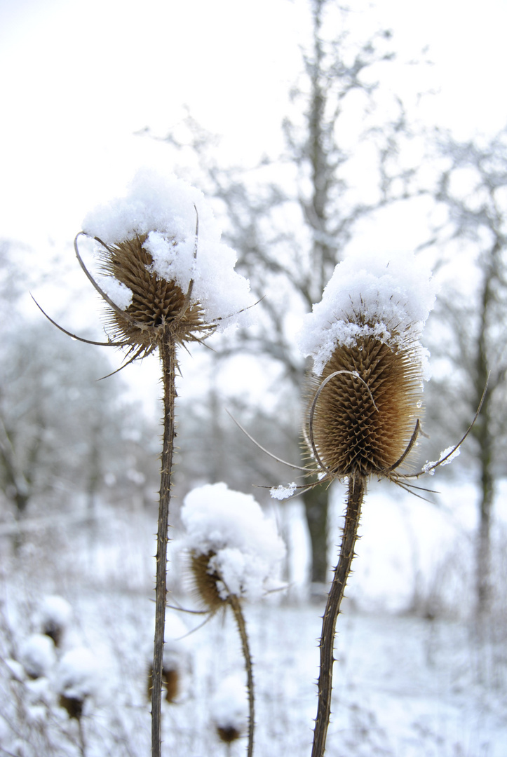 Disteln mit einer Schneekrone