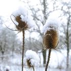 Disteln mit einer Schneekrone