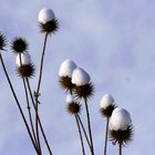 Disteln mit Schneehäubchen