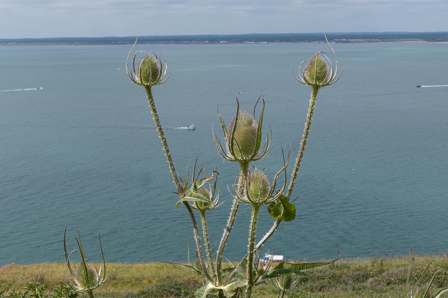 Disteln überm Meer