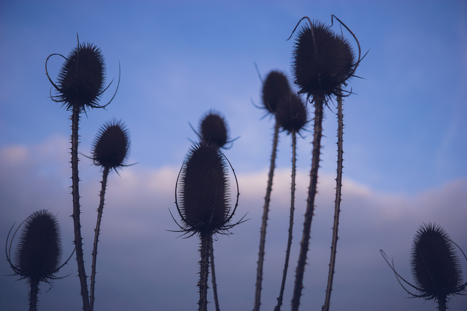 Disteln zur Blauen Stunde