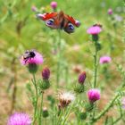 Disteln,Hummel und fliegendes Tagpfauenauge