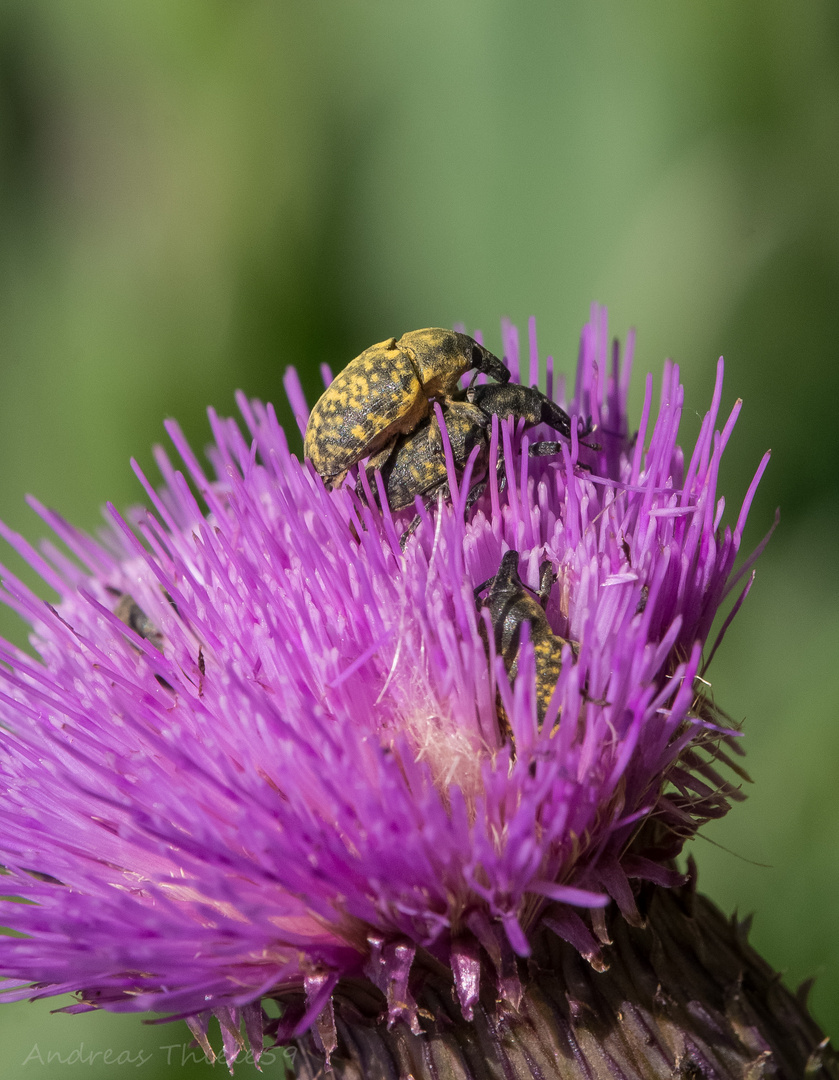 Distelrüsselkäfer bei der Paarung