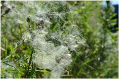 Distelsaamen- im Spinnennetz verfangen