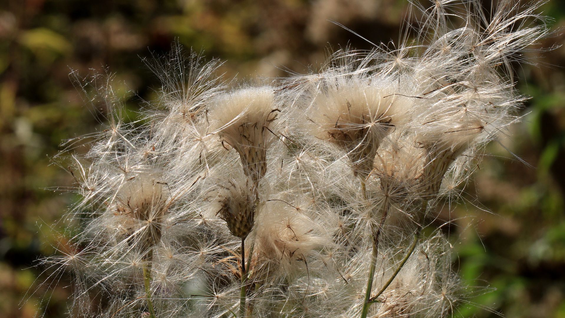 Distelsamen der Ackerkratzdistel, Cirsium arvense