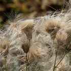 Distelsamen der Ackerkratzdistel, Cirsium arvense