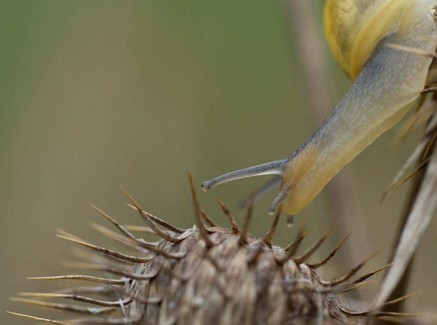 Distelschnecke