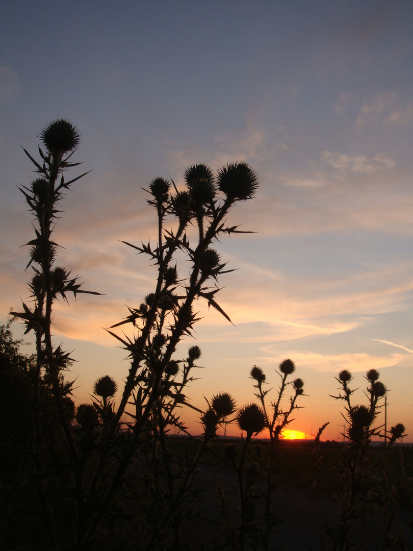 ...Distelsonnenuntergang...