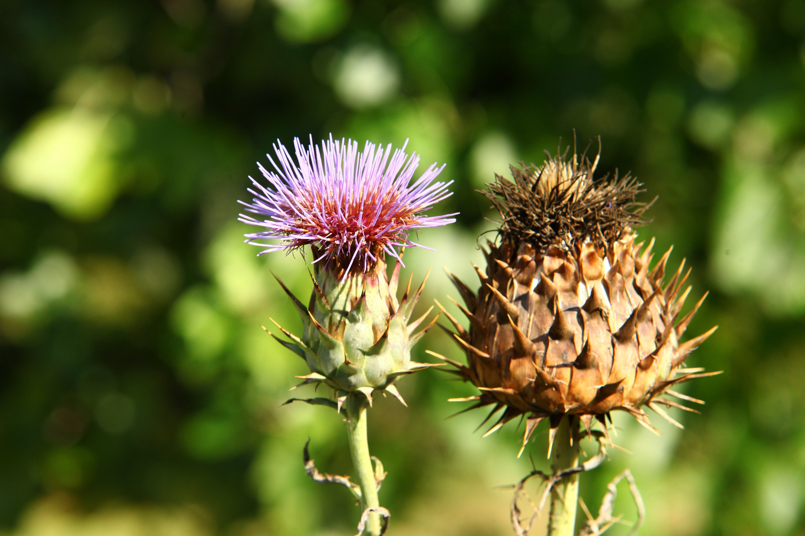 Distel...transformatio