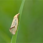 Distelwickler / Distelblattroller (Agapeta hamana)