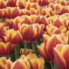 distesa di colori e .. tulipani...