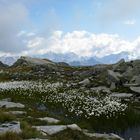 Distesa di fiori di cotone