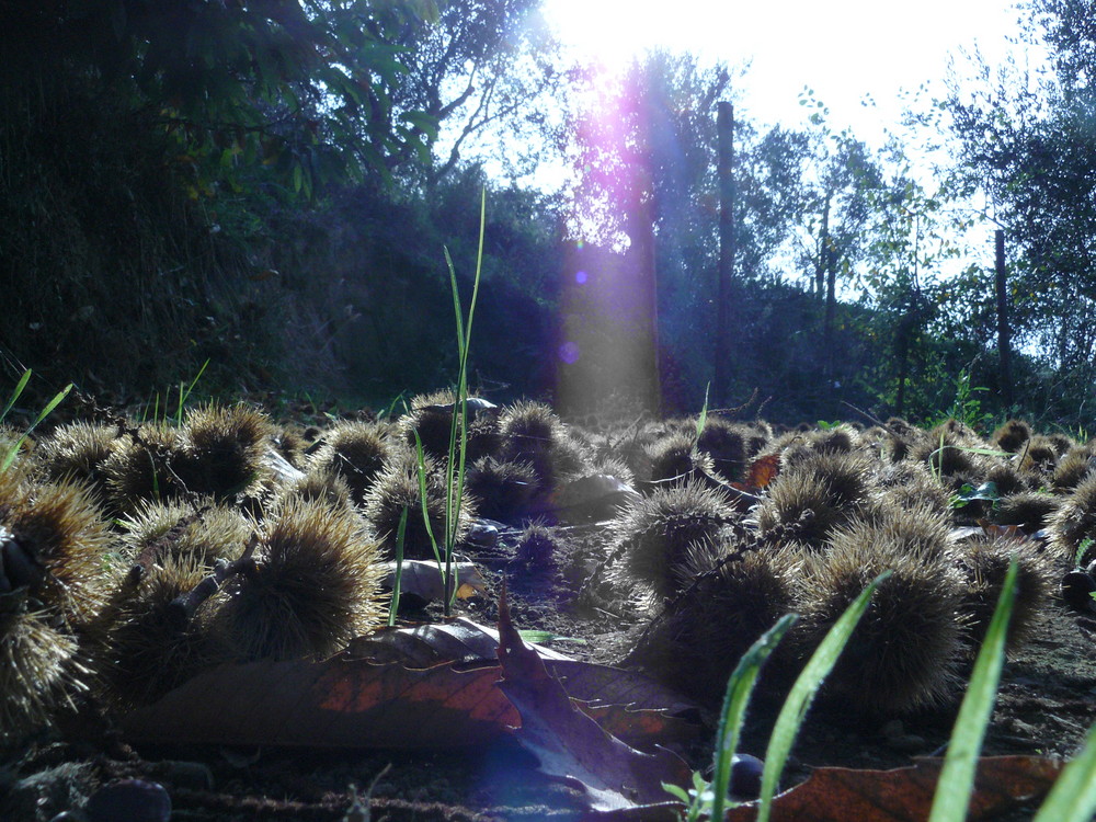 Distesa di Gusci delle castagne