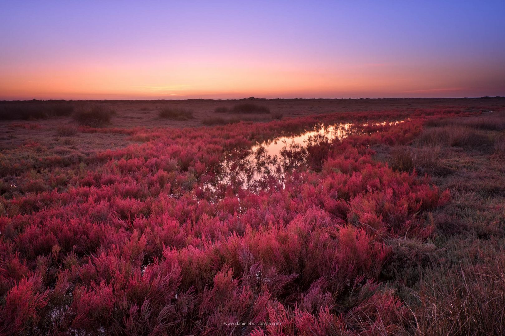 Distesa di Salicornia Rossa