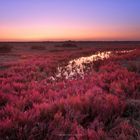 Distesa di Salicornia Rossa