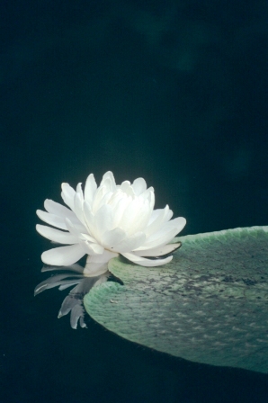 ***Distinctive Beauty of a single Lotusflower***
