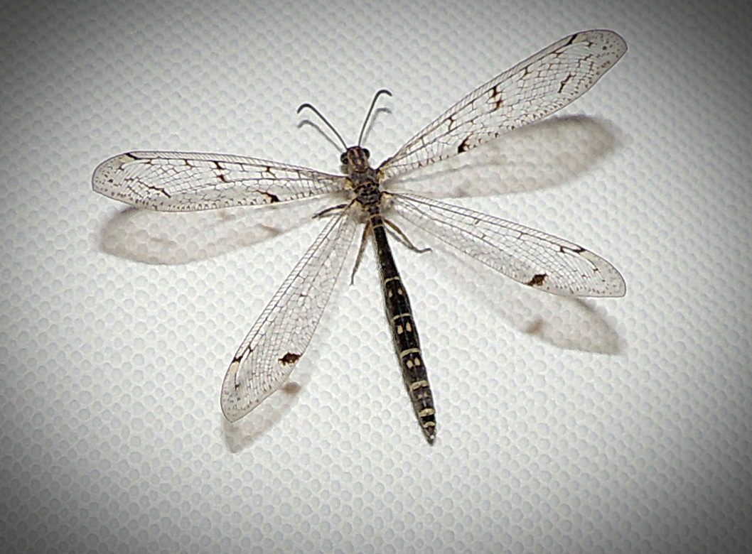 Distoleon tetragrammicus fourmilion longiforme