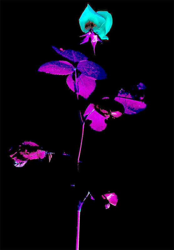 distorted rose