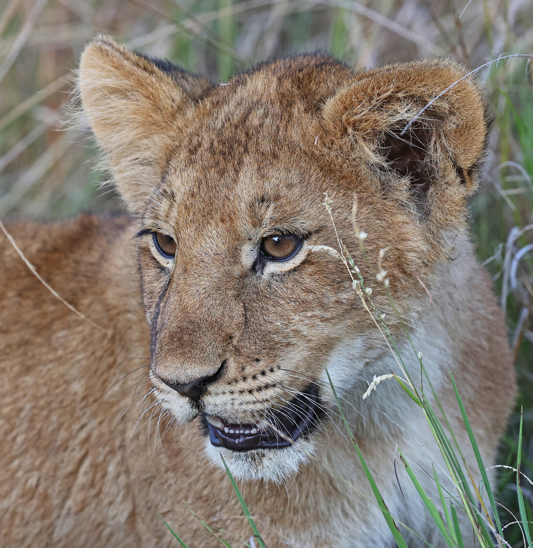 Distracted lion cub