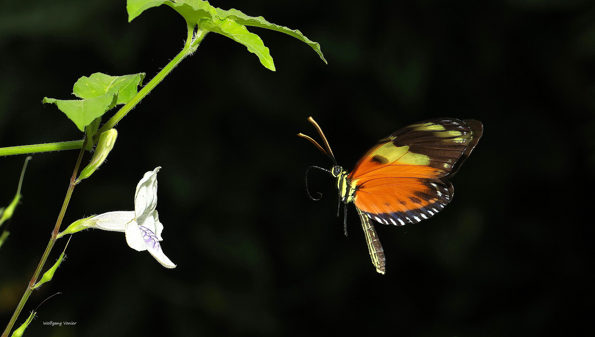 Disturbed Tigerwing Mechanitis polymnia