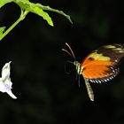 Disturbed Tigerwing Mechanitis polymnia