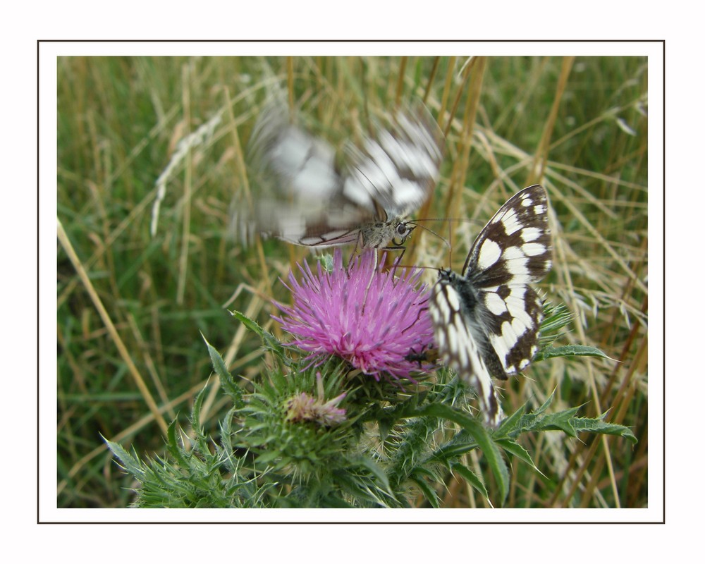 disturbing butterflies