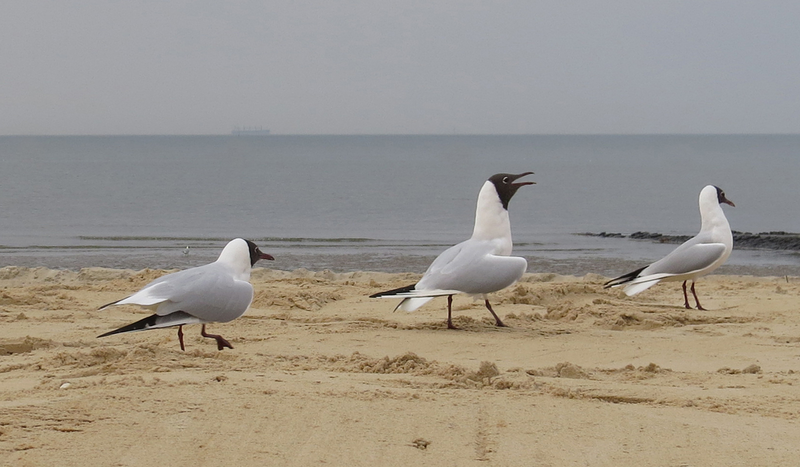 Disziplin am Nordseestrand