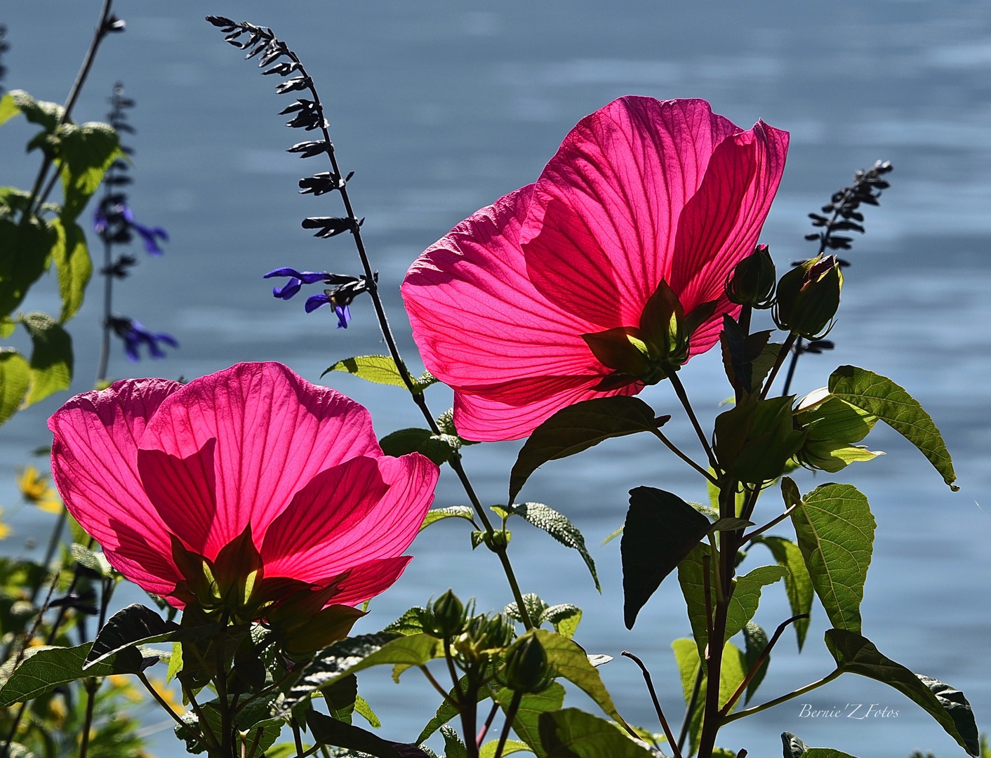 Dites le avec de fleurs