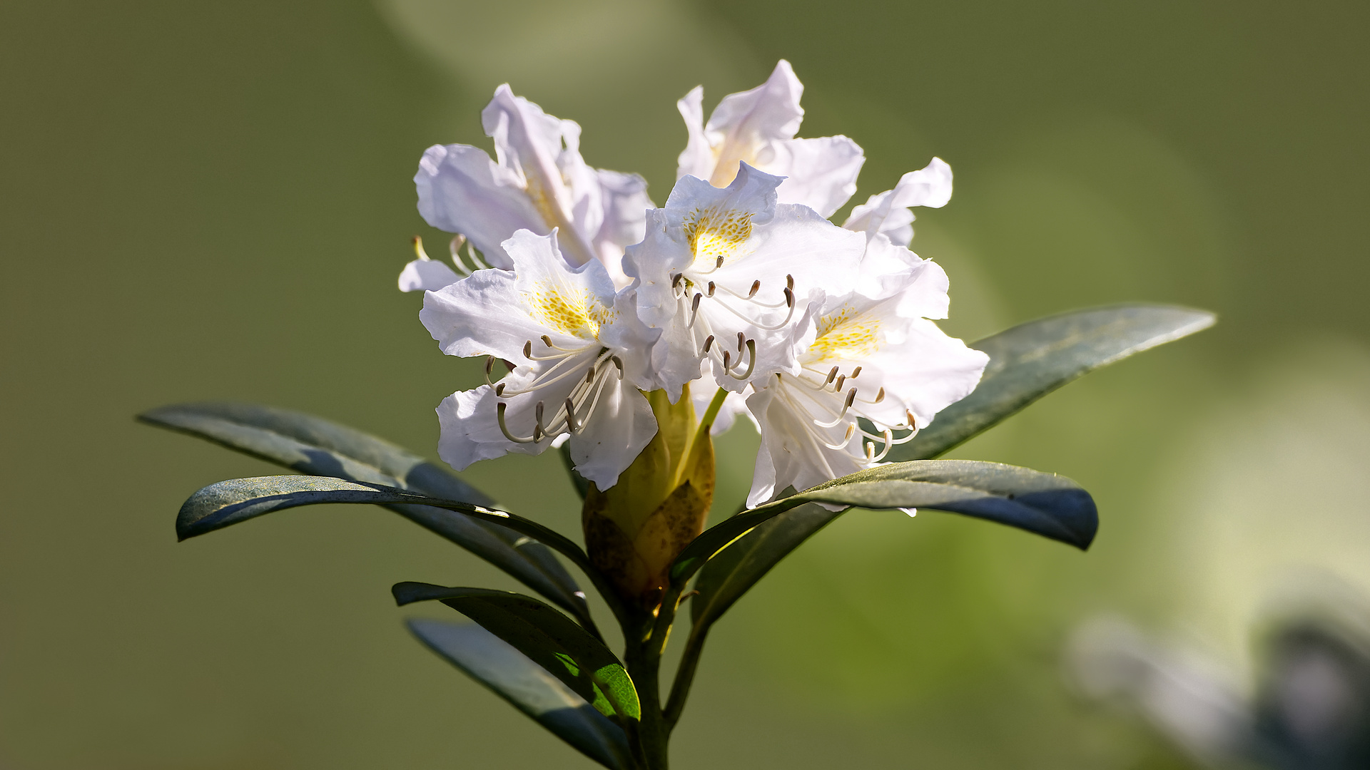 Dites le avec des fleurs