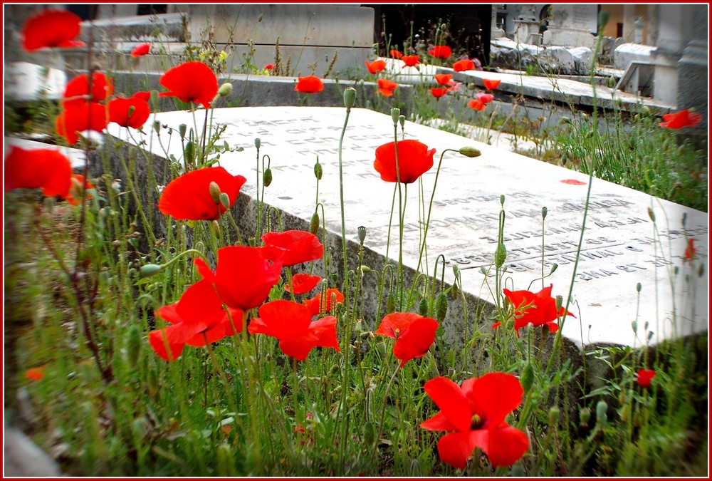 Dites-le avec des fleurs de lylou06 