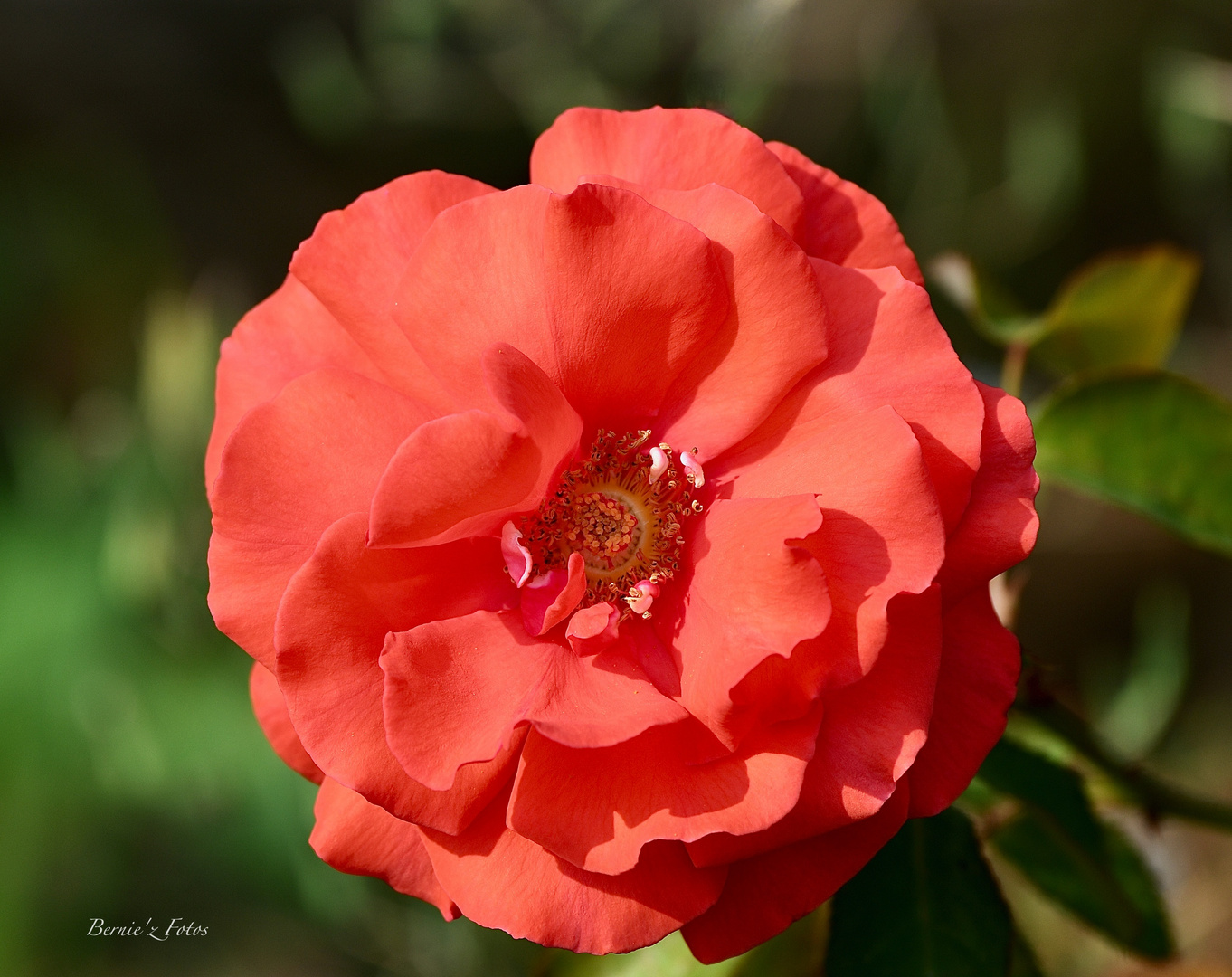 Dites le avec des roses