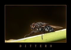 dittero