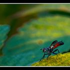 (Dittero) Cylindromyia brassicaria