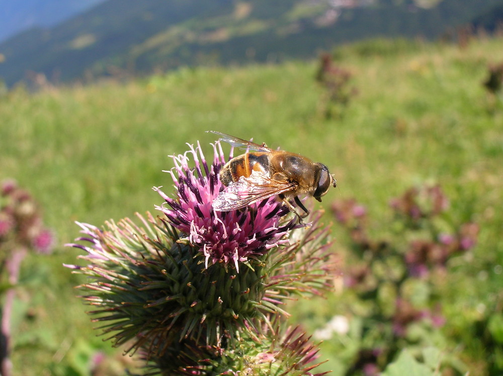 Dittero su cardo