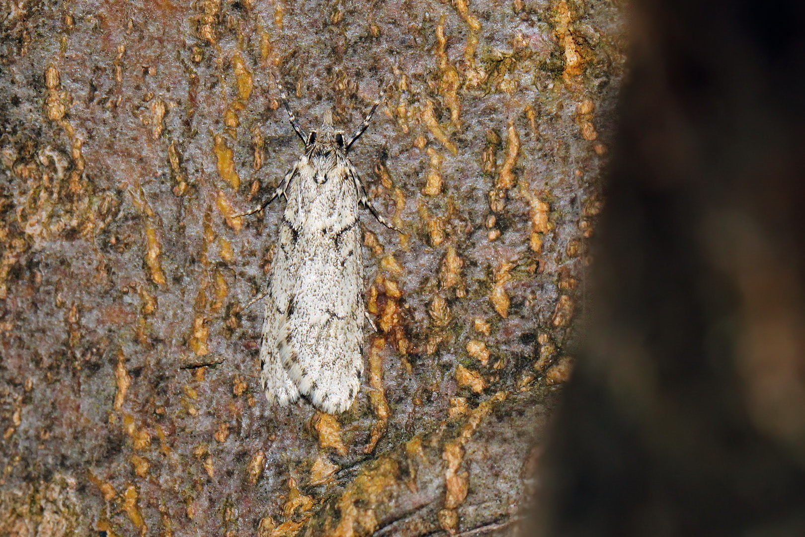 Diurnea fagella