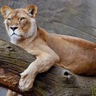 Diva