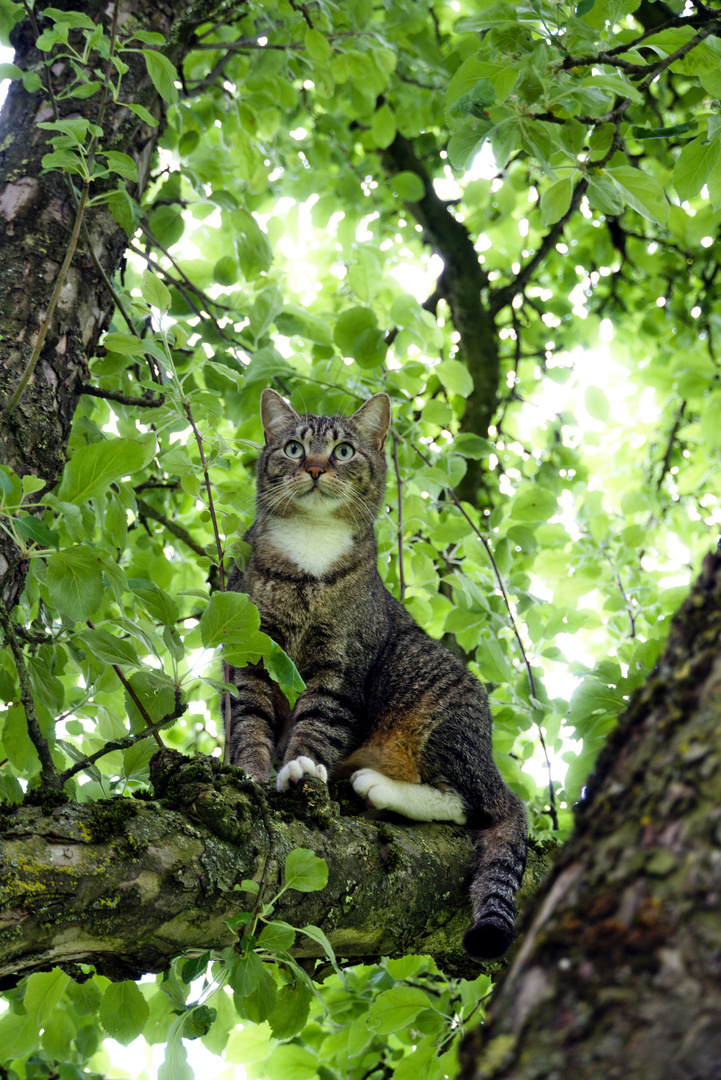 Diva auf dem Apfelbaum