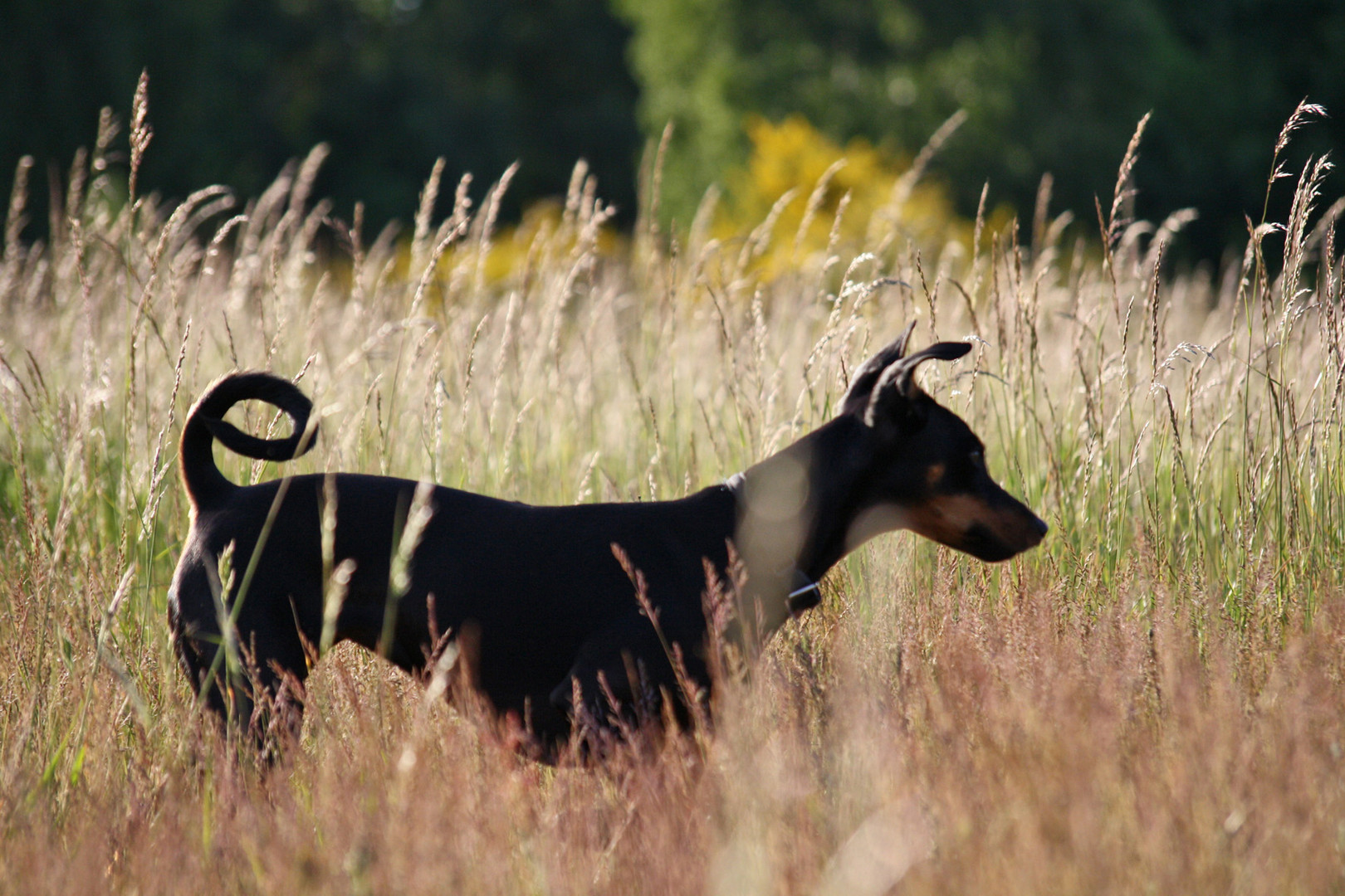 Diva im Feld