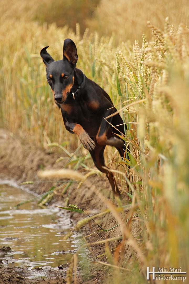 Diva im Kornfeld