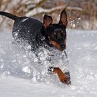 Diva im Schnee