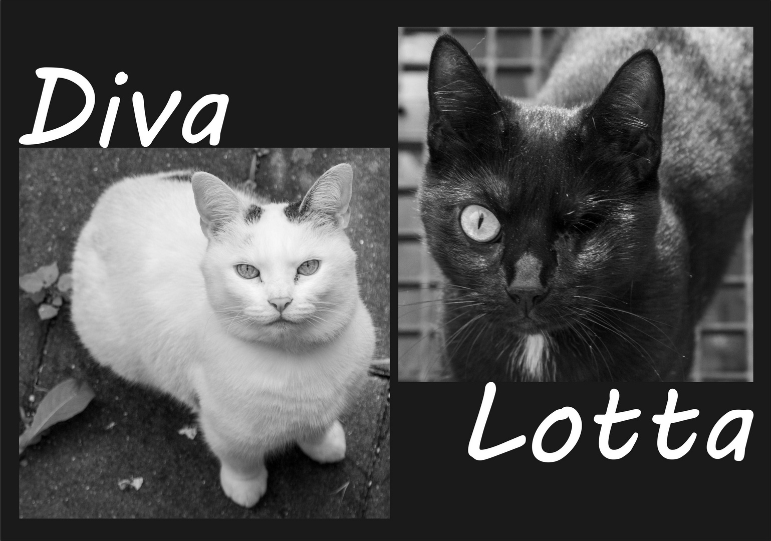Diva & Lotta