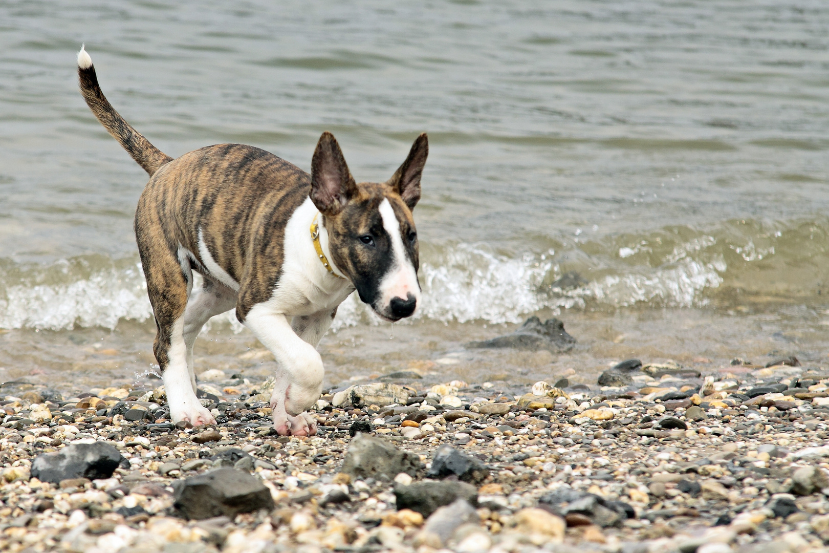 Diva on the beach