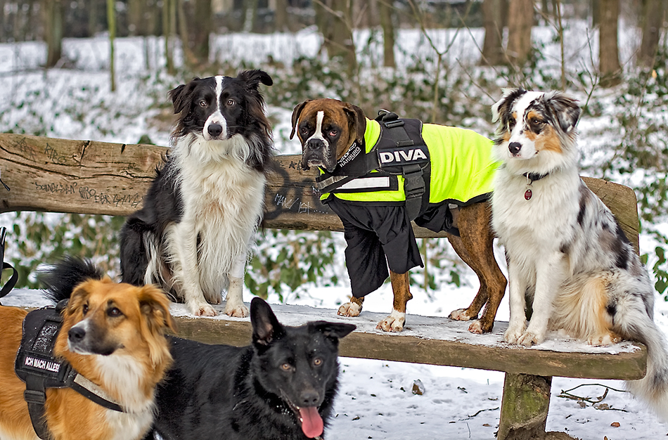 Diva, Paul, Max, Mila und Sira