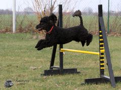 Diva über die Hürde fliegt....