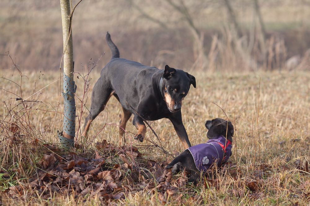 Diva und Lotti