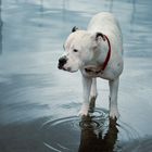 Diva wundert sich über das viele Wasser.