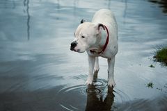 Diva wundert sich über das viele Wasser.