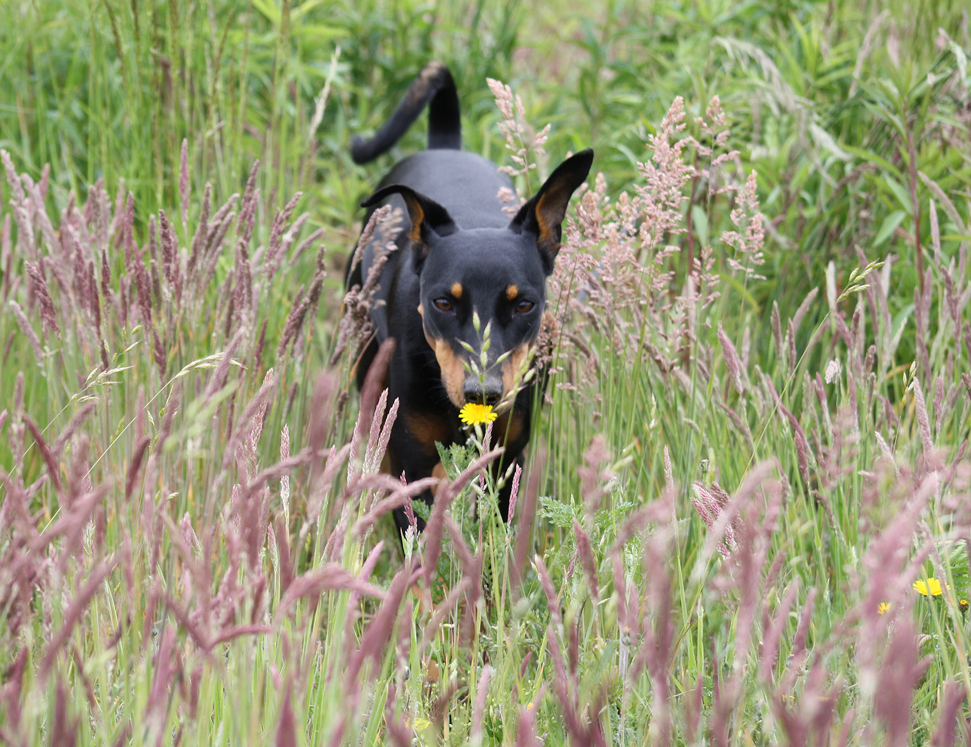 Diva's beliebte Grenzstreifen-Wiese