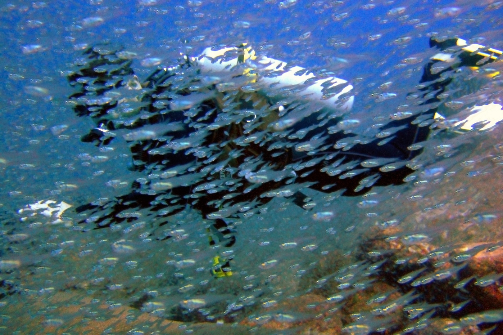 Dive buddy behind a fish swarm